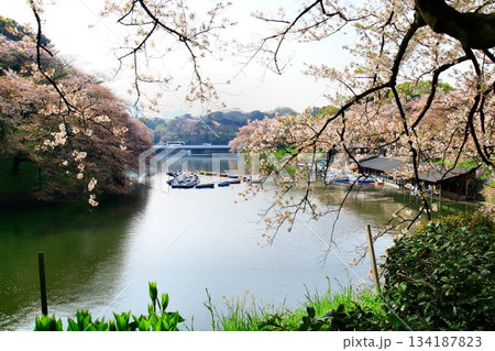 見頃を過ぎた桜花も映える御濠… 『千鳥ヶ淵』と『桜』 134187823