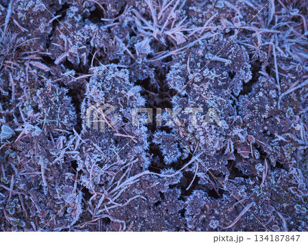 落ち葉についた霜 134187847