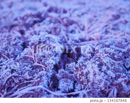 落ち葉についた霜 134187848