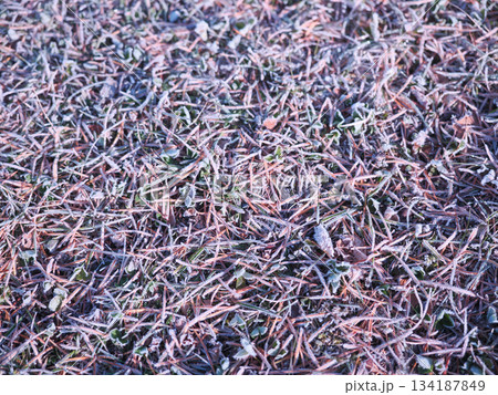 落ち葉についた霜 落ち葉についた霜 134187849