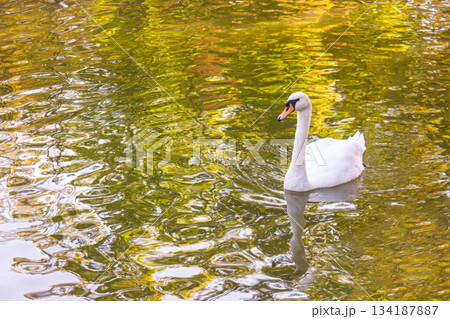 White Swan swimming on the Lake at Sunny Autumn day. 134187887