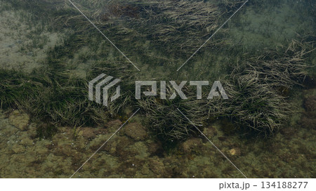 浅瀬の海 134188277