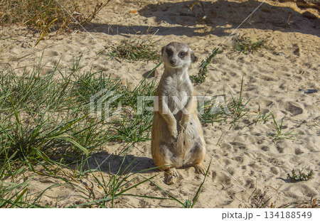 Close-up Portrait of Female Meerkat sitting in natural environment. 134188549