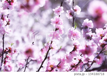 春の美しい桃の花 134188718