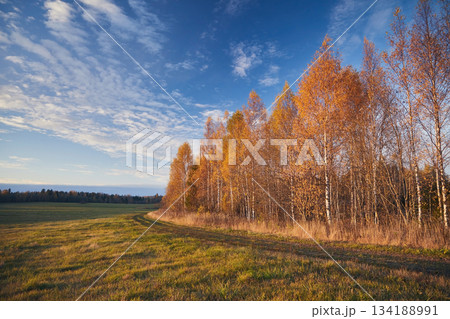 Autumn birch forest against the background of a meadow and a dark blue sky in a bright sunset light 134188991