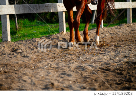 A photograph of a horse's hooves galloping across an earthen arena on a sunny summer day. Equestrian sport and horseback riding. Dust from under the horse's hooves. A photograph of a horse's hooves galloping across an earthen arena on a sunny summer day. Equestrian sport and horseback riding. Dust from under the horse's hooves. 134189208