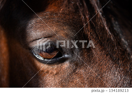 close-up of a brown horse's sad expression, looking away with half-closed eyelids. The sunny day illuminates the horse's bright mane and long eyelashes 134189213