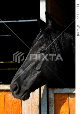 Portrait of a black horse on a farm. A clean horse in a stable on a sunny day, a well-groomed horse in a stable 134189214
