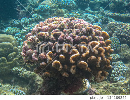 Coral underwater in the ocean, Pocillopora Meandrina, commonly known as Cauliflower Coral, south Pacific, French Polynesia. 134189223