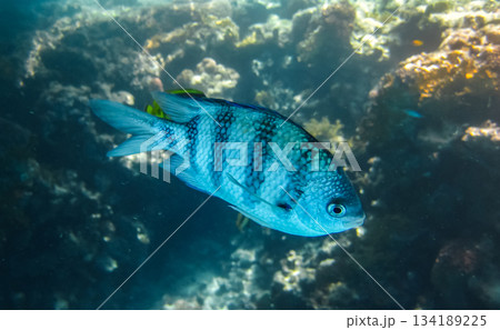 Aquatic Wildlife: Fish Scissortail Sergeant Abudefduf Sexfasciatus in Egypt. Wild fish scissortail sergeant. 134189225