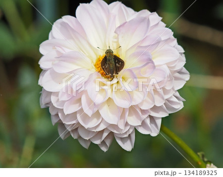 ダリアの蜜を吸う蝶 134189325