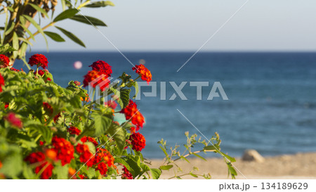 Flowers of Rhodes Flowers of Rhodes 134189629