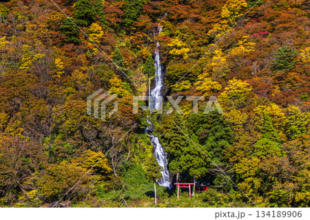 【山形県_白糸の滝】紅葉の白糸の滝と紅葉舟下り 10月 11月 134189906