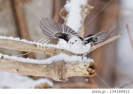 シマエナガ　北海道 134189912