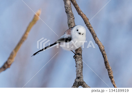 シマエナガ　北海道 134189919