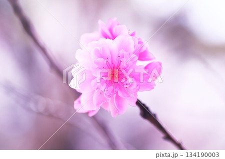 春の訪れを告げる桃の花 134190003