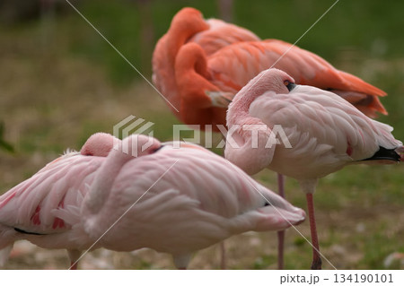 見張り役の当番が回ってきたので休息ができないフラミンゴ 見張り役の当番が回ってきたので休息ができないフラミンゴ 134190101