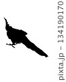 オカメインコの後ろ姿のシルエット 134190170
