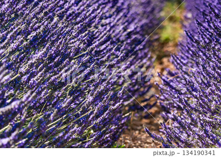 Lavender fields in bloom in Provence Lavender fields in bloom in Provence 134190341
