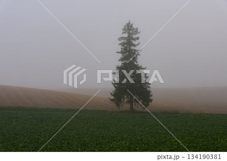秋の朝霧の美瑛風景 秋の朝霧の美瑛風景 134190381