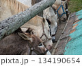 エサを食べる馬やロバ 134190654