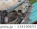 エサを食べる馬やロバ 134190655