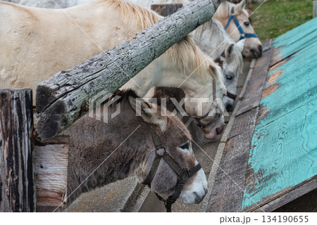 エサを食べる馬やロバ エサを食べる馬やロバ 134190655