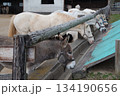 エサを食べる馬やロバ 134190656