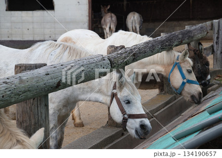 エサを食べる馬やロバ 134190657