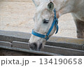 エサを食べる馬やロバ 134190658