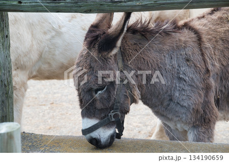 エサを食べる馬やロバ エサを食べる馬やロバ 134190659