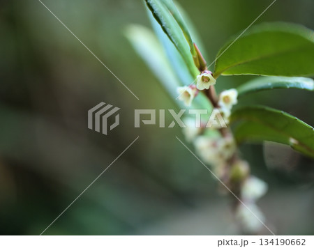 11月に咲いた小さくて繊細な白いハマヒサカキの花 134190662