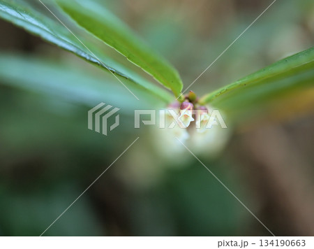 11月に咲いた小さくて繊細な白いハマヒサカキの花 134190663