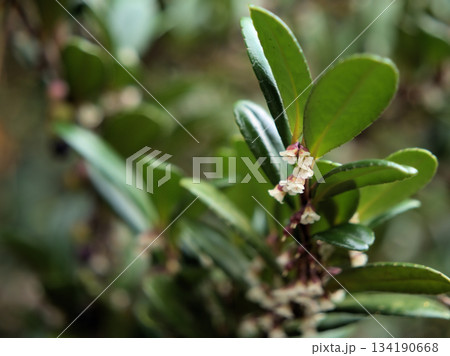 11月に咲いた小さくて繊細な白いハマヒサカキの花 11月に咲いた小さくて繊細な白いハマヒサカキの花 134190668