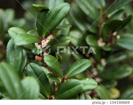 11月に咲いた小さくて繊細な白いハマヒサカキの花 134190669