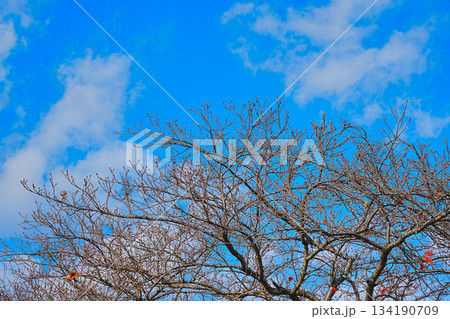 落葉した冬の桜の木 134190709