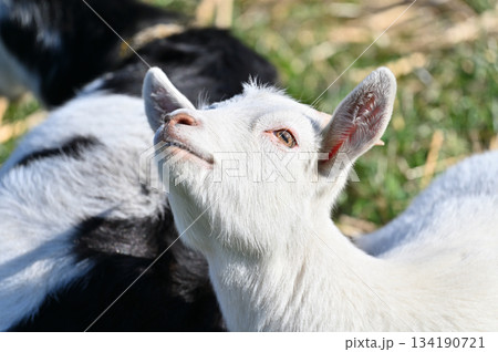 ヤギ　（飼育・ペット）　 134190721