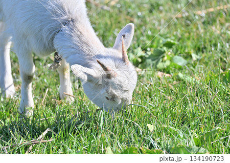 ヤギ (飼育・ペット) ヤギ (飼育・ペット) 134190723