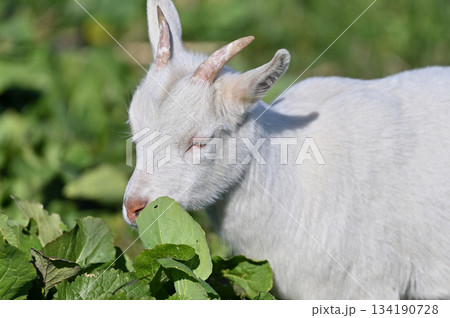 ヤギ　（飼育・ペット）　 134190728