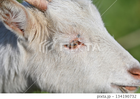 ヤギ (飼育・ペット) ヤギ (飼育・ペット) 134190732