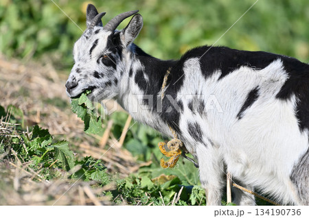 ヤギ　（飼育・ペット）　 134190736