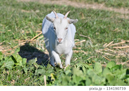 ヤギ　（飼育・ペット）　 134190739