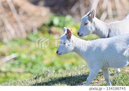 ヤギ　（飼育・ペット）　 134190745