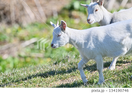 ヤギ　（飼育・ペット）　 134190746