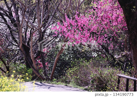 春の美しい桃の花と菜の花の風景 春の美しい桃の花と菜の花の風景 134190773