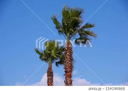 ヤシの木　椰子の木　 134190868