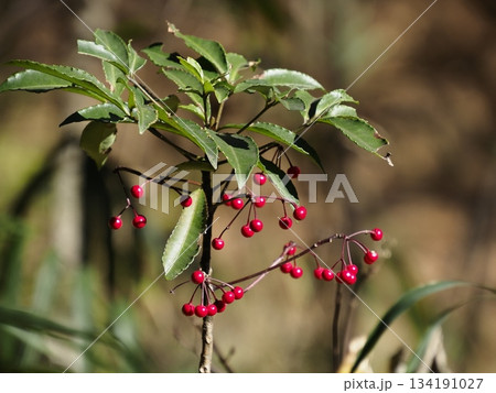 赤い実をつけたマンリョウ 134191027