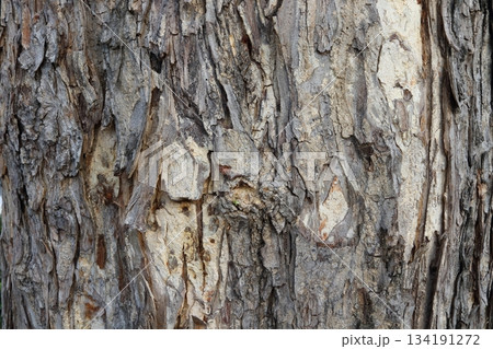 Monkey pod bark texture. 134191272