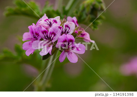 Grassy plant violet Geranium meadow at park outdoor 134191398