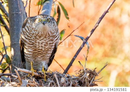 こちらに気付いたハイタカ幼鳥 134191581